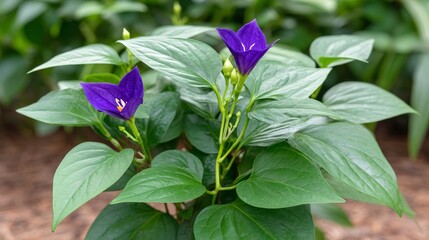 Vibrant Purple Flowers Among Lush Green Foliage