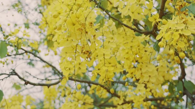Close-up of Bahava flowers fluttering in soft wind, captured in high quality slow-motion video.