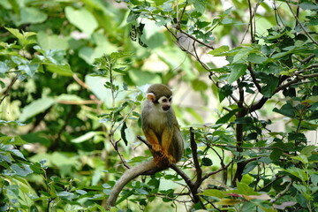Common Squirrel Monkey　リスザル