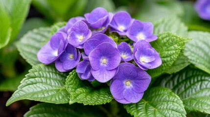 Vibrant Purple Flowers Blooming Among Green Leaves