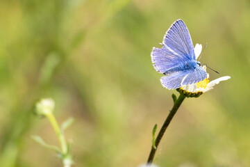 Holly blur butterfly feeding on daisy . High quality photo