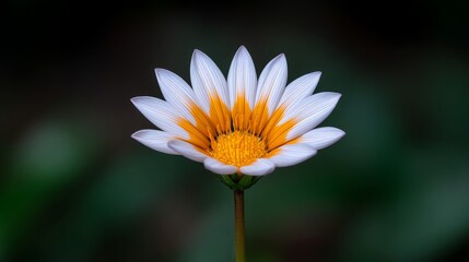Vibrant Water Lily Flower With White Petals And Yellow Center Against A Dark Background