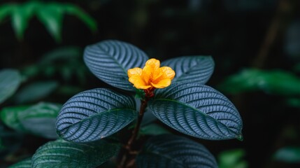 Vibrant Yellow Flower Blooming Amid Lush Green Leaves in a Tropical Rainforest