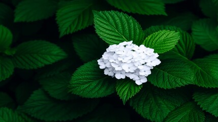 White Flower Blooming Amidst Lush Green Leaves In A Natural Setting