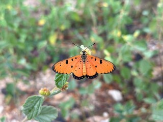 orange butterfly on plant 