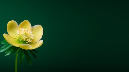 Yellow Flower Against Dark Green Background