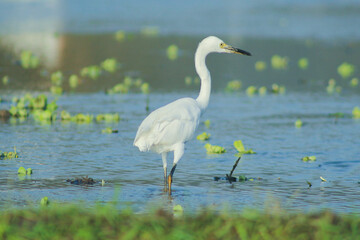 It may take up to 3 days for your approved content to be viewable elsewhere on the site.