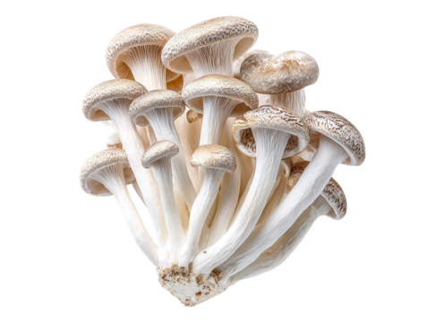 Freshly picked white mushrooms