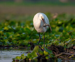 Little egret with a fish kill in the wetlands. Close up, selective focus.