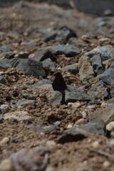 A vibrant butterfly sits amidst a scattering of stones on the ground, showcasing a contrast of colors and natural beauty.