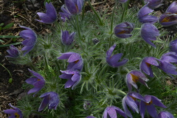 A cluster of vibrant purple pasque flowers (Pulsatilla vulgaris) blooms in rich green foliage,...
