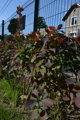 A row of vibrant red and purple-leafed bushes lines a fence, with green grass and an urban background.