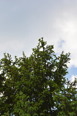 The vibrant green crown of a tall conifer tree fills the lower frame, contrasting with a bright blue sky with white clouds.