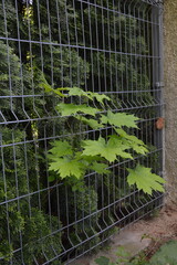 Vibrant green maple leaves emerge through the gray mesh of a fence, with dark evergreen foliage behind.