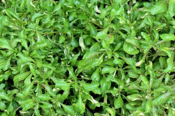 Lush Green Alternanthera Sessilis Background with Delicate Leaves