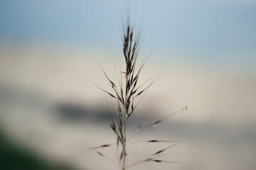 Camping by the Gulf of Thailand – Peaceful Beachfront Escape

