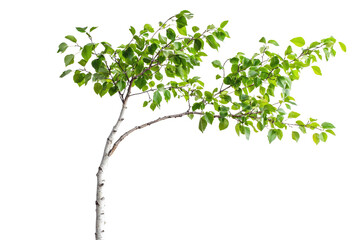 Obraz premium A young tree branch with vibrant green leaves, isolated on a transparent background background removed
