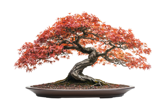 A stunning bonsai tree with vibrant red leaves, showcasing the art of miniature landscaping background removed