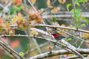 Temminck's sunbird(Aethopyga temminckii) bird watching in the forest.