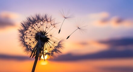 Dandelion Against Sunset Sky with Seeds