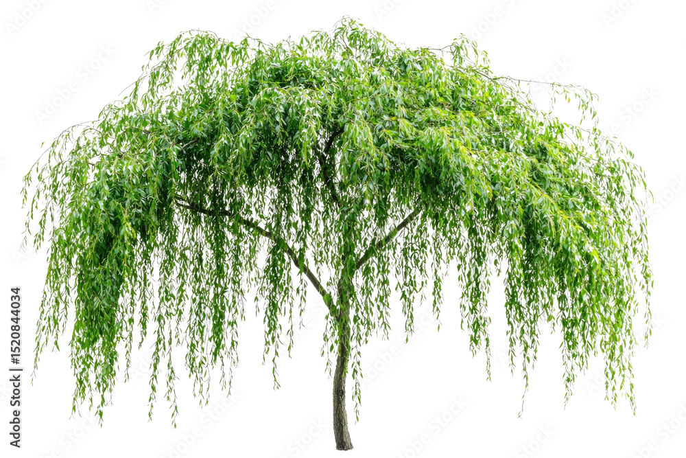 Poster a lush, weeping willow tree with cascading green leaves, isolated on a transparent background backgr