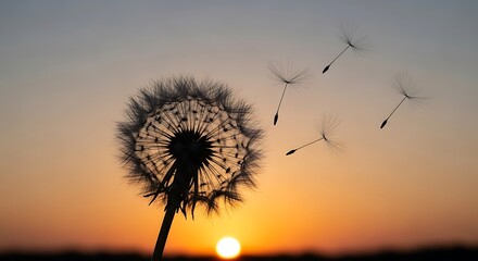 Fototapeta premium Dandelion Seed Flying at Sunset