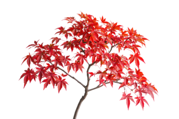 A vibrant red Japanese Maple tree branch, isolated on a transparent background, showcasing autumn foliage background removed
