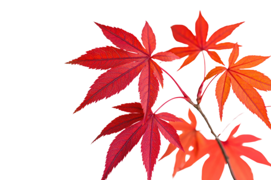 Vibrant red Japanese maple leaves with intricate details against a muted transparent background background removed