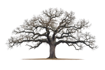 A majestic, leafless oak tree stands tall, its sprawling branches reaching wide against a muted transparent background background removed
