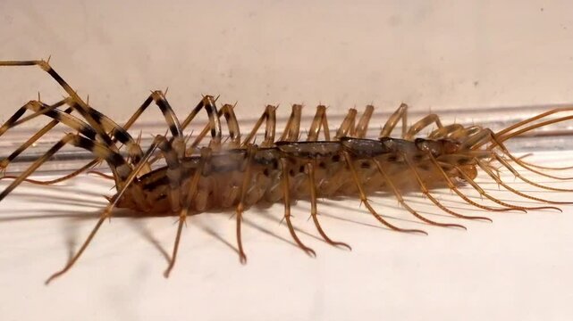 House Centipede Close-up: Detailed View of a Multi-Legged Insect