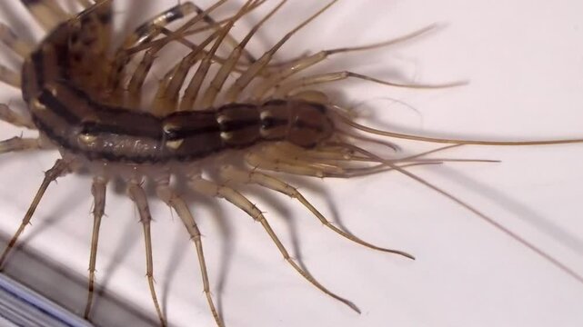 Scutigera Coleoptrata: House Centipede Crawling on a White Surface