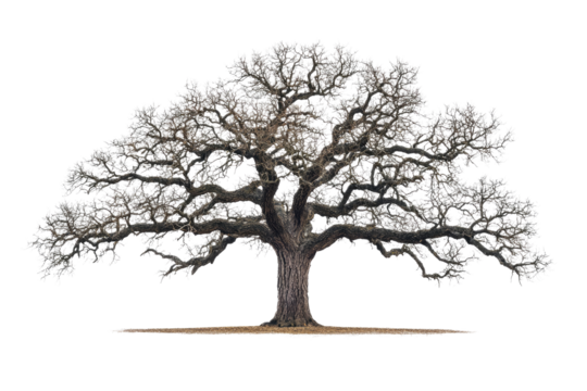 A majestic, leafless oak tree stands tall, its sprawling branches reaching wide against a muted transparent background background removed