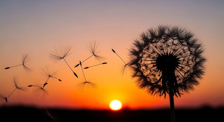 Fototapeta premium Dandelion Seeds Flying Sunset