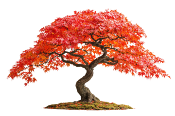 A stunning bonsai tree with vibrant red autumn foliage, showcasing intricate branching and meticulous care background removed
