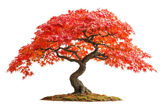 A stunning bonsai tree with vibrant red autumn foliage, showcasing intricate branching and meticulous care background removed