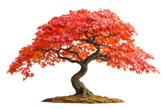 A stunning bonsai tree with vibrant red autumn foliage, showcasing intricate branching and meticulous care background removed