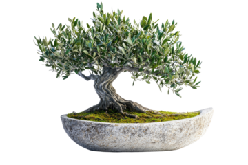 Ancient olive bonsai tree in a stone pot, showcasing the art of miniature landscaping background removed