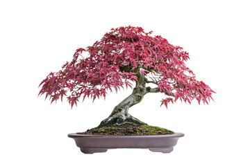 A stunning red Japanese Maple bonsai tree, meticulously cultivated, showcasing vibrant autumn foliage in a dark brown pot background removed