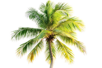 A vibrant, lush green coconut palm tree, isolated on a transparent background background removed