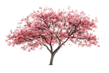 A vibrant pink cherry blossom tree, isolated on a transparent background, showcasing its full bloom and delicate branches background removed