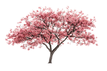 A vibrant pink cherry blossom tree, isolated on a transparent background, showcasing its full bloom and delicate branches background removed