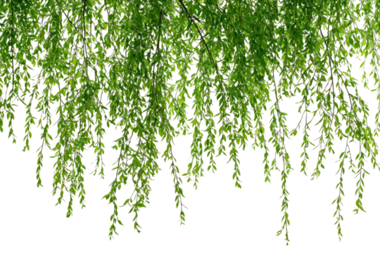 Weeping willow branches with lush green leaves hanging down, creating a natural, vibrant backdrop background removed