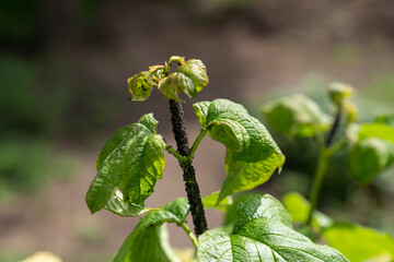 Close-up of plant stem and leaves infested with black aphids in outdoor garden. Studio macro...