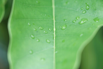Raindrops on green leaves.