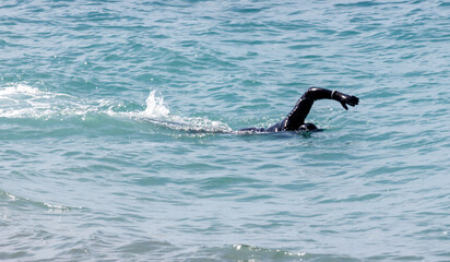 Fototapeta premium A man is swimming in the ocean wearing a black wetsuit