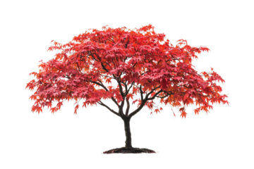 A vibrant red Japanese Maple tree, isolated on a transparent background, showcasing its autumnal foliage background removed