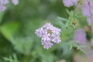 A macro shot of a lilac coloured verbena flower