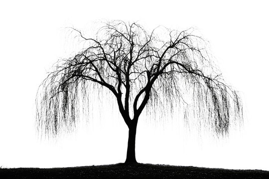 Silhouette of a weeping willow tree with long, delicate branches against a muted transparent background background removed