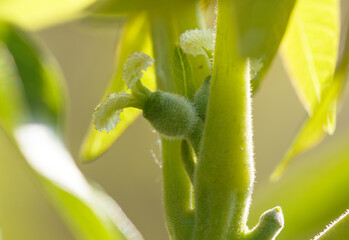 A leafy green plant with a small flower bud on the top
