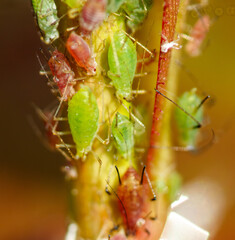A bunch of bugs are crawling on a plant